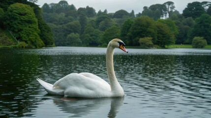 Graceful Adult Mute Swan Glides Elegantly on Water in Powerscourt Wicklow