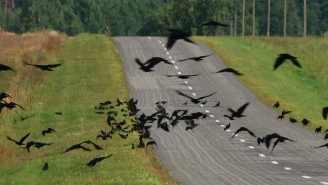 Car Traffic By Road Scares Away Birds. Flocking Of Starlings And Hooded Crow Feeding Near Road. Corvus Corax, Corvus Cornix And Sturnus Vulgaris Birds In Wild. Countryside Rural Field Landscape.