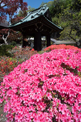 鎌倉244　海蔵寺12　つつじ