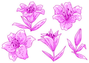 Set of lilies flowers. Beautiful decorative plant.