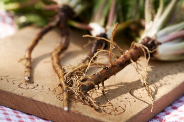 Close up of fresh whole dandelion root on a wooden cutting board. Ingredient for herbal medicine.
