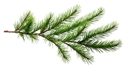 PNG  Pine branch plant tree fir