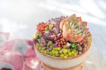 カラフルな多肉植物の寄せ植え。
 Colorful Succulent plants Pot Gardening