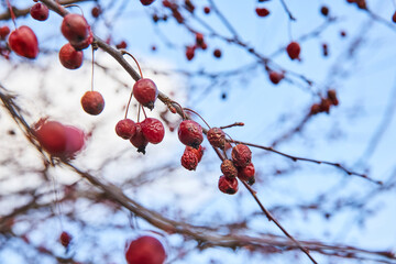 Red Berries in Transition, Bare Branches Against Sky