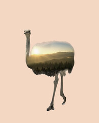 Double exposure of African ostrich and mountains with foggy forest