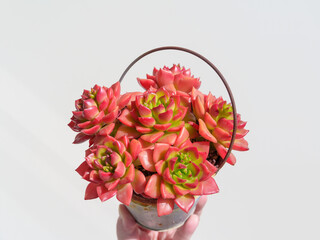 冬の紅葉で赤く変化した多肉植物セデベリア「レディジア」