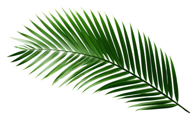 PNG  Dark tropical green palm leaf tree plant white background freshness © Rawpixel.com