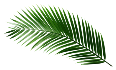 PNG  Dark tropical green palm leaf tree plant white background freshness