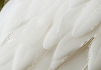 white feather wooly pattern texture - obrazy, fototapety, plakaty