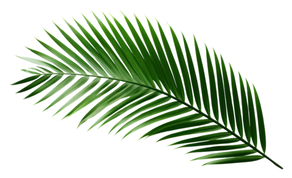 PNG  Dark tropical green palm leaf tree plant white background freshness