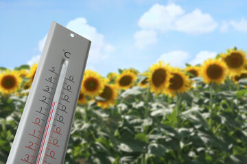 Thermometer in sunflower field showing temperature, summer weather