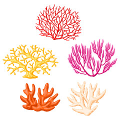Fototapeta premium Collection of sea corals. Marine life aquarium and water fauna.