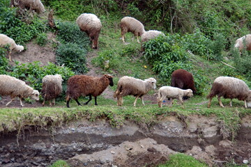 Obraz na płótnie Canvas Flock of sheep grazing in a field by a stream in Cotacachi, Ecuador