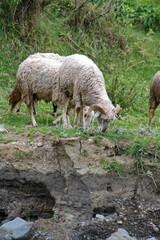 Obraz na płótnie Canvas Sheep grazing beside a stream in Cotacachi, Ecuador
