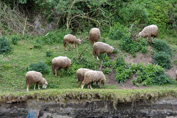 Flock of sheep grazing in a field by a stream in Cotacachi, Ecuador