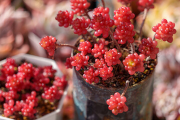 多肉植物セダム「レッドベリー（ Sedum rubrotinctum 'Red Berry'）」