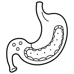 Stomach High-Quality Vector Illustration on White Background