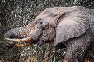 Elephant_kruger_south africa
