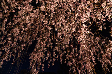 ライトアップされた夜桜