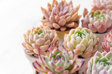 可愛く紅葉している多肉植物エケベリア