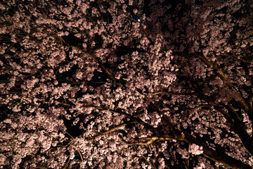 ライトアップされた夜桜