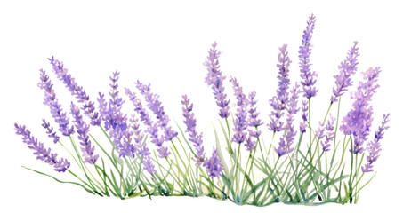 PNG  Lavender blossom flower plant