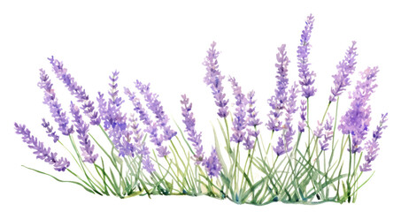 Fototapeta premium PNG Lavender blossom flower plant