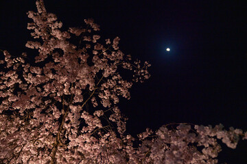 ライトアップされた夜桜