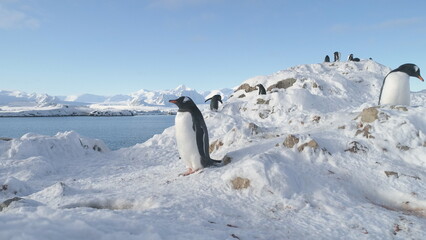 Penguins Group Antarctic Wildlife Portrait. Gentoo Colony Builds Nests and Hatches Eggs. Cute South...