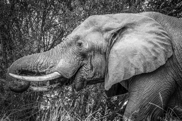 Elephant_kruger_south_africa_sw