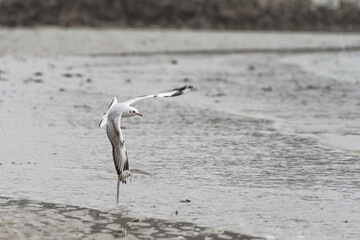 Une mouette rieuse (Chroicocephalus ridibundus) poursuit un bécasseau sanderling pour lui voler un poisson - obrazy, fototapety, plakaty