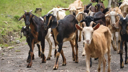 Herd of goats on a rural path in Cotacachi, Ecuador