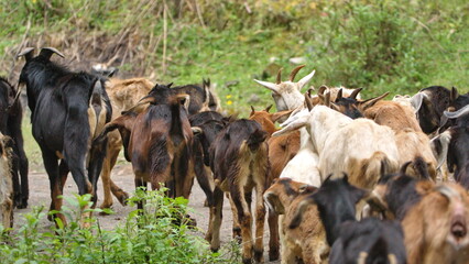 Herd of goats on a rural path in Cotacachi, Ecuador