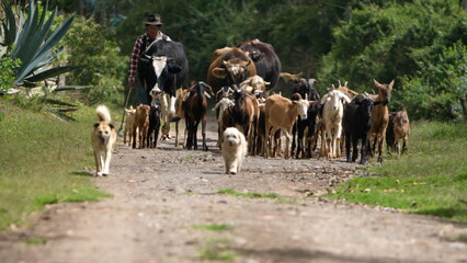Herd of goats and cows on a rural path in Cotacachi, Ecuador