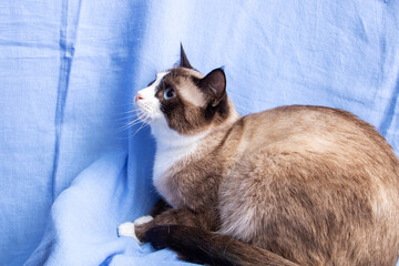 Gray cat with blue eyes portrait on blue background