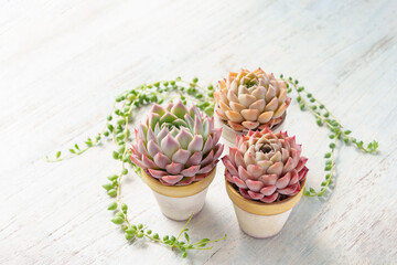 可愛く紅葉している多肉植物のエケベリアとグリーンネックレス