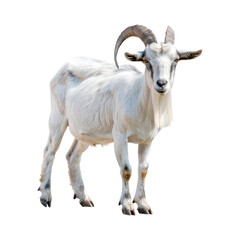 Mountain goat. Isolated on transparent background.