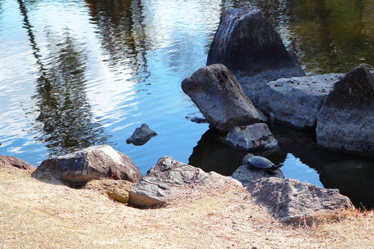 神社の神池にいる亀