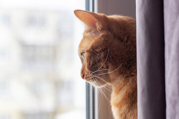 Close-up of a Cat Looking Out a Window - obrazy, fototapety, plakaty