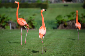 Flamant rose