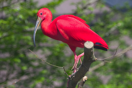 Ibis rouge