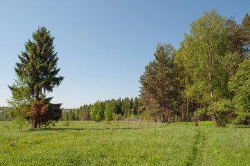 Green meadow at forest edge, lonely spruce tree, narrow footpath along the forest, sunny day