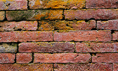 Brick wall with mildew stains texture