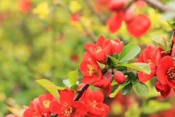 Chaenomeles japonica. Red flowers on a bush branch close-up. Chaenomeles flowering in spring. Flowers with selective focus, nature, detail. Red-pink flower on a branch with green leaves