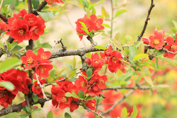 Chaenomeles japonica. Red flowers on a bush branch close-up. Chaenomeles flowering in spring. Flowers with selective focus, nature, detail. Red-pink flower on a branch with green leaves