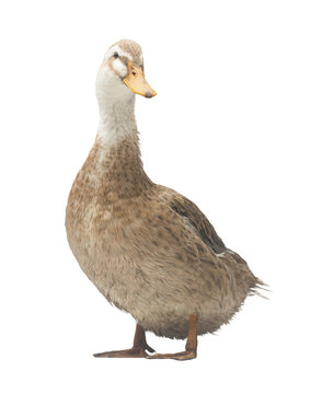 brown domestic duck isolated on white background. Live waterfowl