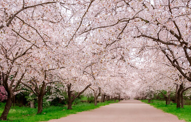 Kirschblüten Allee Weg