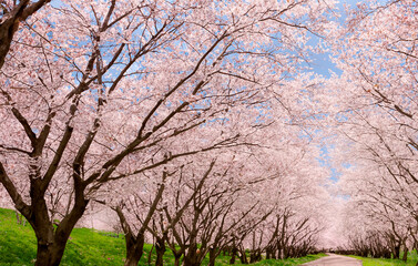 Kirschblüten Allee Weg