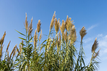 Fototapeta premium wheat field against blue sky