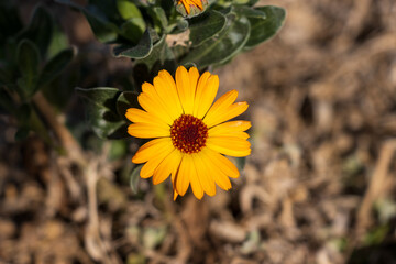 Macro photo of a vibrant yellow flower